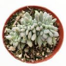2 Plant Cremeria Expatriata Crest Succulent Plant