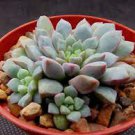 3 Plant Cremeria Expatriata Crest Succulent Plant