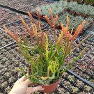 1 Plant Euphorbia tirucalli 'Sticks on Fire' Succulent Plant