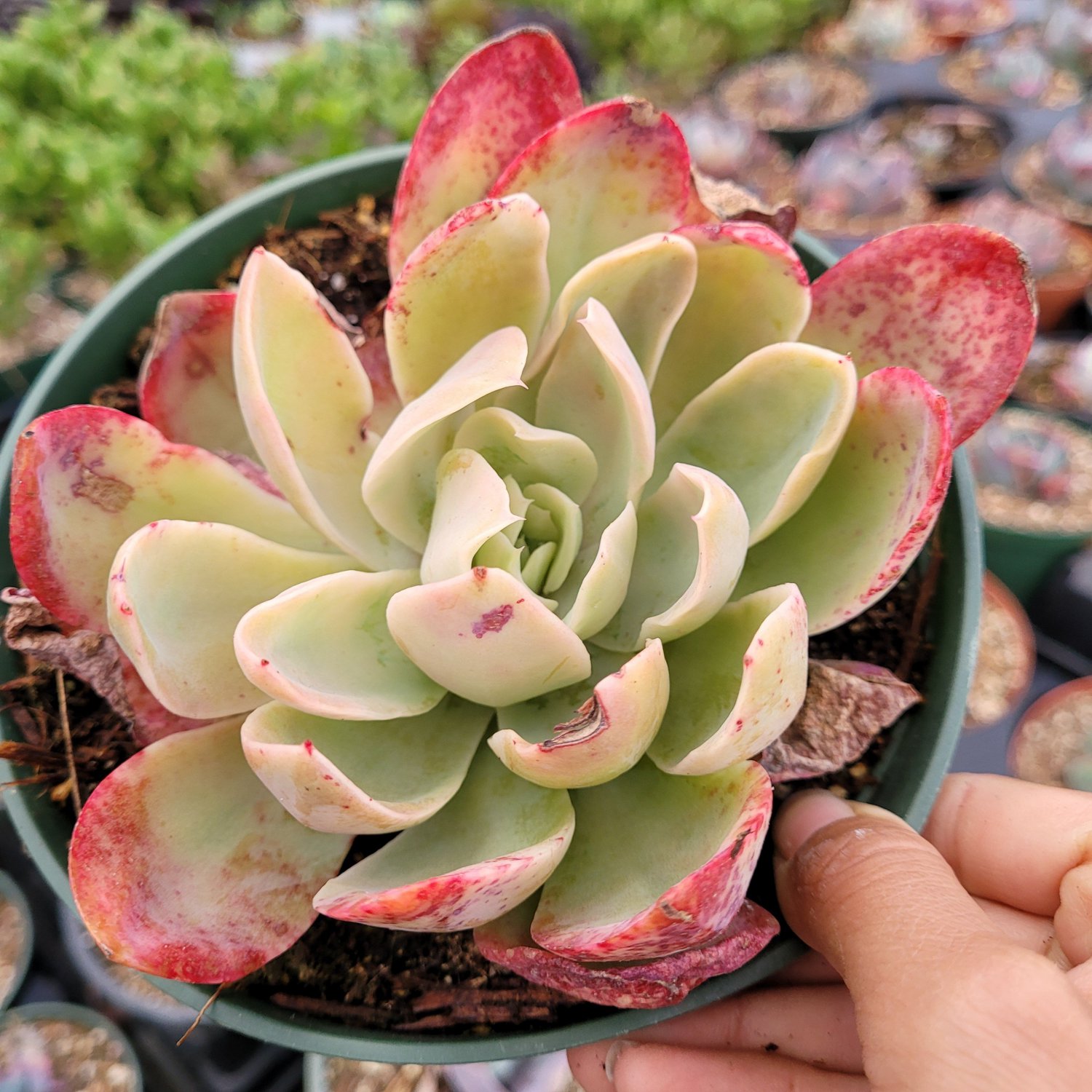 1 Plant Echeveria Silk Veil Succulent Plant