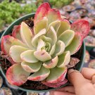 1 Plant Echeveria Silk Veil Succulent Plant