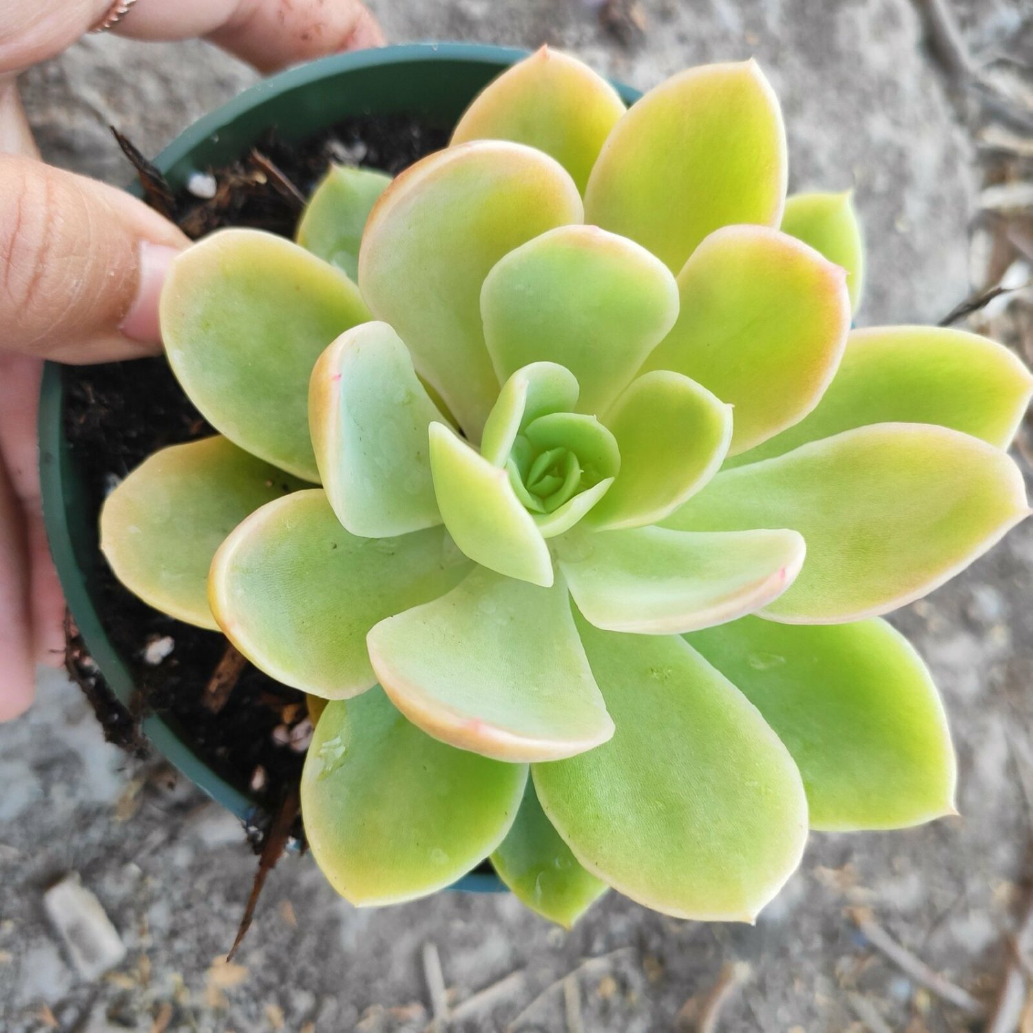 2 Plant Echeveria Silk Veil Succulent Plant
