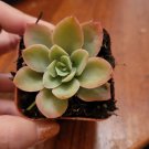 3 Plant Echeveria Silk Veil Succulent Plant