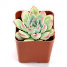 1 Plant Live Fresh Rare Echeveria Pulidonis Succulent Fully Rooted in Plant Pot