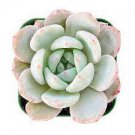 Succulent Fully Rooted in Plant 3 Plant Live Fresh Rare Echeveria Pulidonis