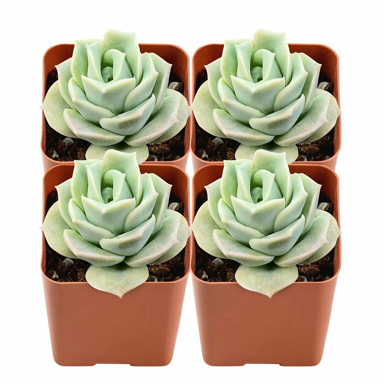 1 Live Echeveria Lovely Rose Succulent Plants fully Rooted
