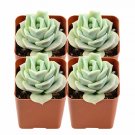 1 Live Echeveria Lovely Rose Succulent Plants fully Rooted