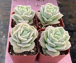 2 Live Echeveria Lovely Rose Succulent Plants fully Rooted