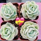 3 Live Echeveria Lovely Rose Succulent Plants fully Rooted