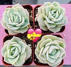 3 Live Echeveria Lovely Rose Succulent Plants fully Rooted