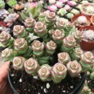 1 Live Plant Rare Crassula cv. 'Jade Necklace' Succulent Plant rooted in plant pot