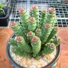 2 Live Plant Rare Crassula cv. 'Jade Necklace' Succulent Plant rooted in plant pot
