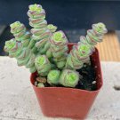 3 Live Plant Rare Crassula cv. 'Jade Necklace' Succulent Plant rooted in plant pot