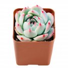 2 Live Plant Live Rare Echeveria 'Chihuahuaensis' Succulent Fully Rooted in Plant Pot
