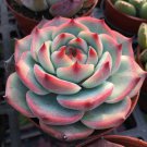 3 Live Plant Live Rare Echeveria 'Chihuahuaensis' Succulent Fully Rooted in Plant Pot