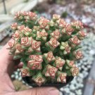 1 Live Plant Live Rare Crassula 'Tom Thumb' Succulent Plant Fully Rooted in 2 inch Plant Pot