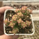 2 Live Plant Live Rare Crassula 'Tom Thumb' Succulent Plant Fully Rooted in 2 inch Plant Pot