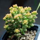 3 Live Plant Live Rare Crassula 'Tom Thumb' Succulent Plant Fully Rooted in 2 inch Plant Pot