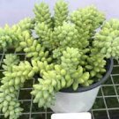 1 Live Plant Live Fresh Burro's Tail (Long Stems) Succulent Plant Rooted in Plant Pot