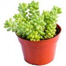 2 Live Plant Live Fresh Burro's Tail (Long Stems) Succulent Plant Rooted in Plant Pot