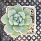 1 Live Plant Live Rare Echeveria Ice Green Succulent Plant Fully Rooted
