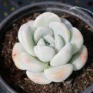 2 Live Plant Rare Echeveria Ice Green Succulent Plant Fully Rooted