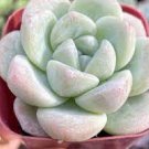 3 Live Plant Rare Echeveria Ice Green Succulent Plant Fully Rooted