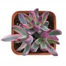 1 Live Plant Live Rare Crassula Burgundy Variegated Mini Succulent Rooted