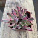 2 Live Plant Live Rare Crassula Burgundy Variegated Mini Succulent Rooted