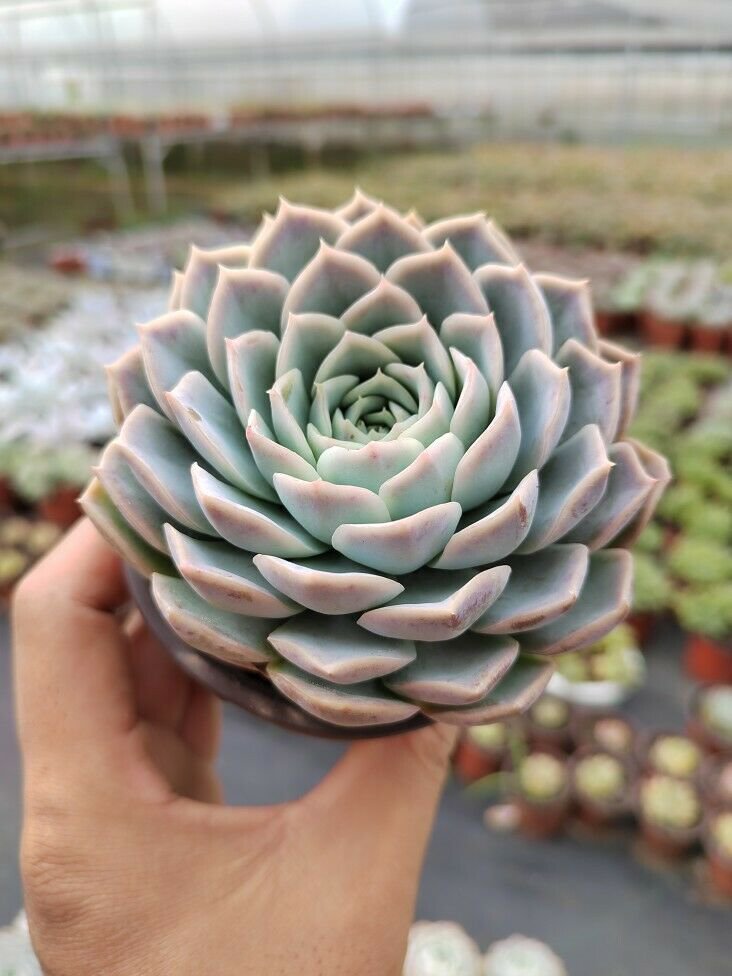 1 Live Plant Fresh Rosette Echeveria Joselrin Succulent Plant Rooted