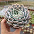 1 Live Plant Fresh Rosette Echeveria Joselrin Succulent Plant Rooted