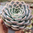 2 Live Plant Fresh Rosette Echeveria Joselrin Succulent Plant Rooted