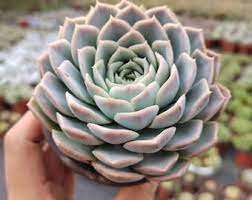 2 Live Plant Fresh Rosette Echeveria Joselrin Succulent Plant Rooted