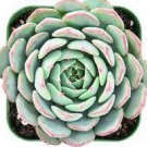 3 Live Plant Fresh Rosette Echeveria Joselrin Succulent Plant Rooted