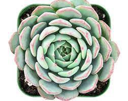 3 Live Plant Fresh Rosette Echeveria Joselrin Succulent Plant Rooted