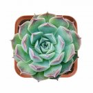 1 Live Plant Live Fresh Echeveria sp. 'Gilo' Succulent Plant Fully Rooted