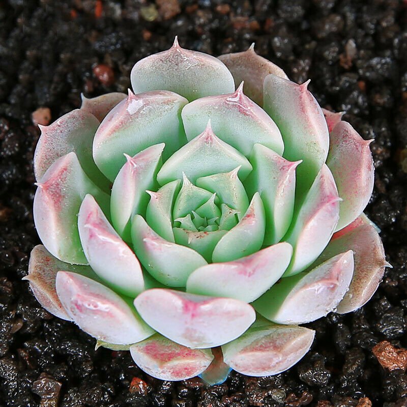2 Live Plant Live Fresh Echeveria sp. 'Gilo' Succulent Plant Fully Rooted