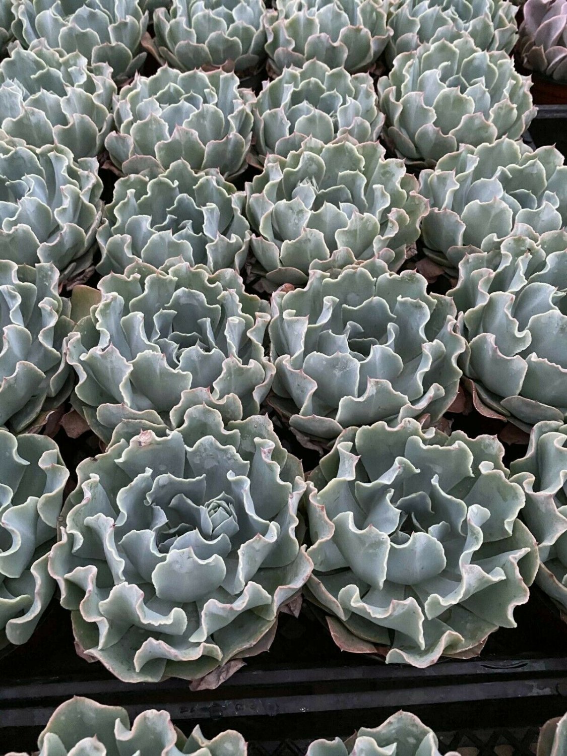2 Live Plant Echeveria blue curls succulent plants Fully rooted