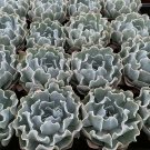 3 Live Plant Echeveria blue curls succulent plants Fully rooted