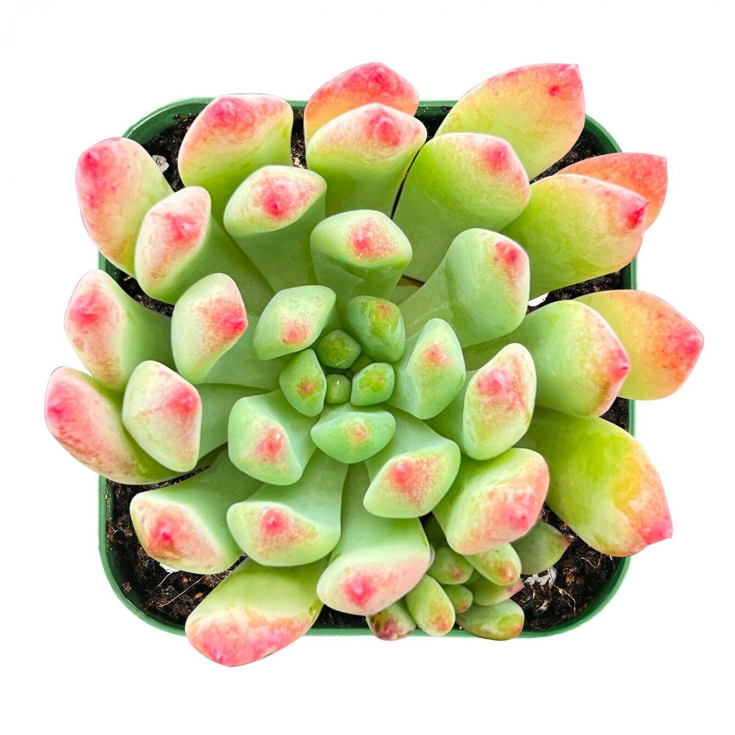 1 Live Plant Fresh Echeveria Blue Apple Succulent Plant Fully Rooted