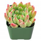 2 Live Plant Fresh Echeveria Blue Apple Succulent Plant Fully Rooted