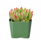 3 Live Plant Fresh Echeveria Blue Apple Succulent Plant Fully Rooted
