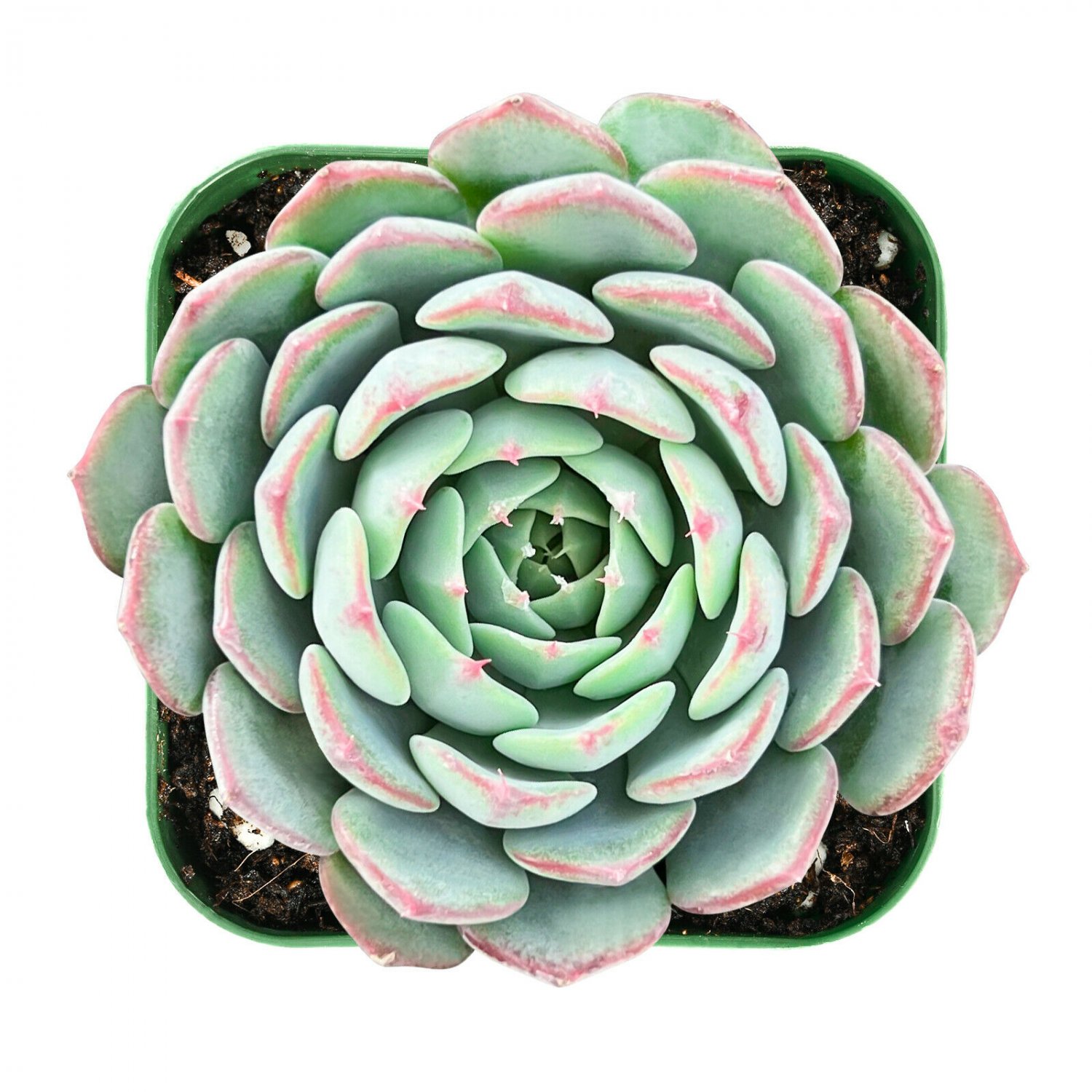 1 Live Plant Fresh Rosette Echeveria Minima Succulent Fully Rooted