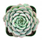 1 Live Plant Fresh Rosette Echeveria Minima Succulent Fully Rooted