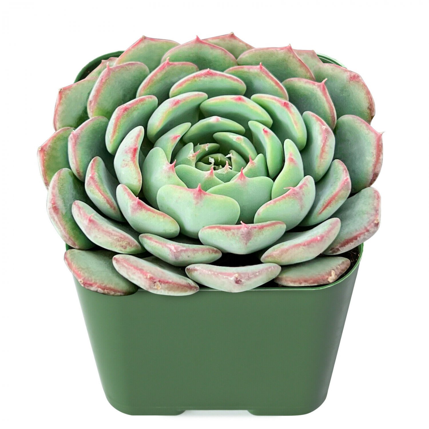 2 Live Plant Fresh Rosette Echeveria Minima Succulent Fully Rooted