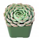 2 Live Plant Fresh Rosette Echeveria Minima Succulent Fully Rooted