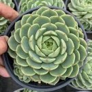 1 Live Plant Rare Live Echeveria derenbergii Succulent plant Fully Rooted
