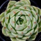 2 Live Plant Rare Live Echeveria derenbergii Succulent plant Fully Rooted