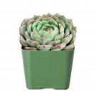 3 Live Plant Rare Live Echeveria derenbergii Succulent plant Fully Rooted