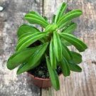 1 Live Plant Live Peperomia dolabriformis Succulent Plant Fully Rooted